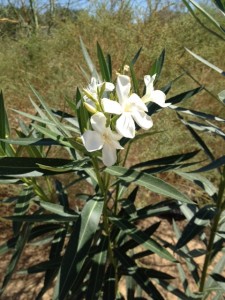 Flowers in the desert, Joshua Tree Retreat